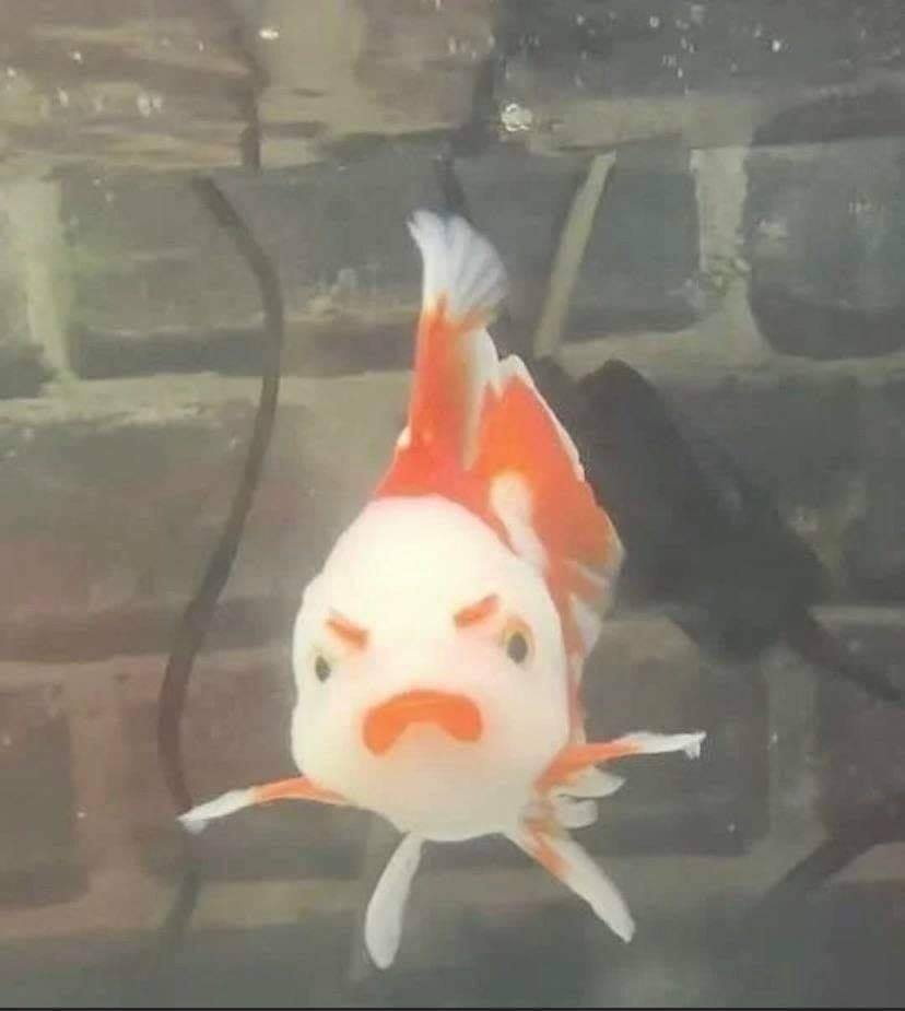 我是金魚